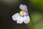 5dv02382 - Cymbalaria muralis