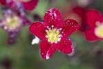 5dv02404 - Saxifraga rosacea