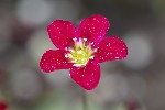 5dv02407 - Saxifraga rosacea