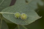 5dv02473 - Euura viminalis