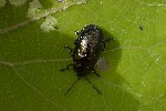 5dv02638 - Crepidodera aurea