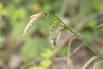 5dv02946 - Carex pendula