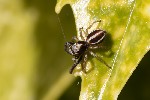 5dv03004 - Icius subinermis