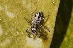 5dv03013 - Icius subinermis