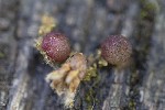 5dv03271 - Neuroterus quercusbaccarum