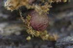 5dv03279 - Neuroterus quercusbaccarum