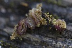 5dv03284 - Neuroterus quercusbaccarum
