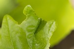 5dv03318 - Tortricidae