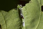 5dv03330 - Tortricidae