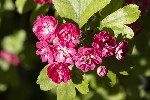 5dv03758 - Crataegus laevigata