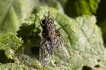 5dv03767 - Helina evecta