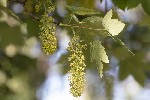 5dv03776 - Acer pseudoplatanus