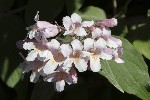 5dv03779 - Kolkwitzia amabilis
