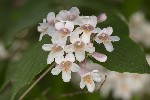 5dv03782 - Kolkwitzia amabilis