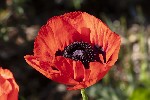 5dv03820 - Papaver orientale