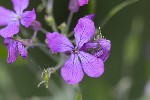 5dv03853 - Lunaria annua