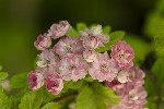 5dv03874 - Crataegus laevigata