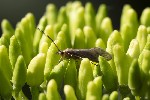 5dv03974 - Tinodes waeneri
