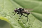 5dv03996 - Anthomyia procellaris