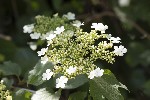 5dv04002 - Viburnum opulus