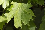 5dv04005 - Acer platanoides