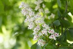 5dv04128 - Aesculus hippocastanum