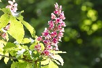 5dv04133 - Aesculus x_carnea