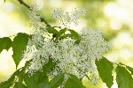 5dv04159 - Fraxinus ornus