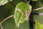 5dv04225 - Phytomyza sp.