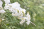 5dv04277 - Salix viminalis