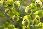 5dv04280 - Euphorbia martini