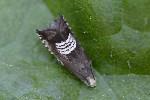 5dv04372 - Grapholita compositella