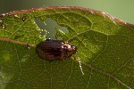 5dv04423 - Crepidodera aurea