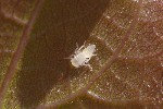 5dv04429 - Idiocerini