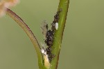 5dv04441 - Chaitophorus tremulae