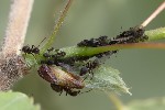 5dv04462 - Chaitophorus populeti