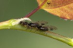 5dv04495 - Chaitophorus populeti
