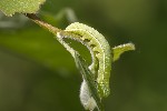 Orthosia incerta