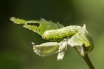 Orthosia incerta