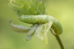 Orthosia incerta