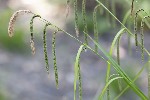 5dv04619 - Carex pendula