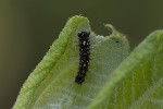 5dv04627 - Lymantria dispar