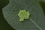 5dv04648 - Palomena prasina