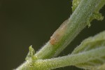 5dv04663 - Psyllidae