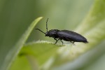 5dv04692 - Ampedus nigerrimus