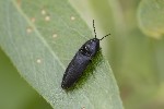 5dv04708 - Ampedus nigerrimus