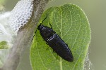 5dv04727 - Ampedus nigerrimus