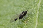 Chaitophorus populeti