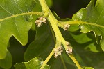 5dv04839 - Quercus pubescens