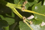 5dv04843 - Quercus pubescens